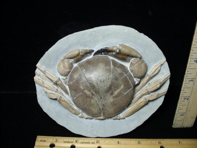 99% PERFECT Fossil Crab in Stone Nodule (112021k) - Image 2