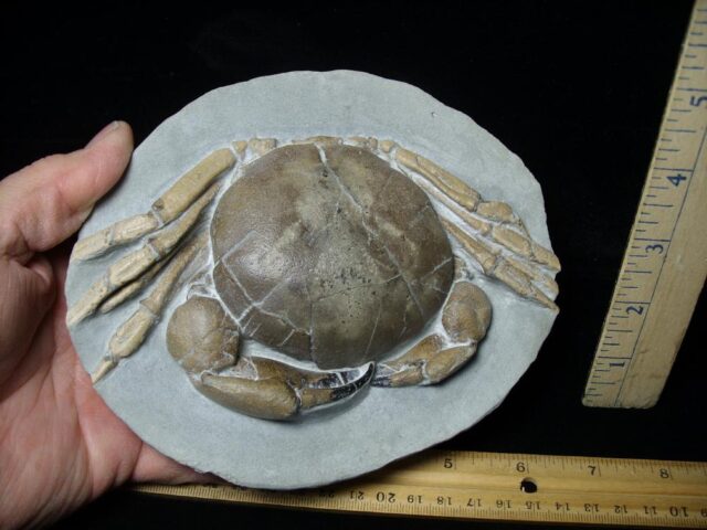 99% PERFECT Fossil Crab in Stone Nodule (112021k) - Image 3