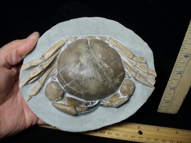 99% PERFECT Fossil Crab in Stone Nodule (112021k) - Image 4