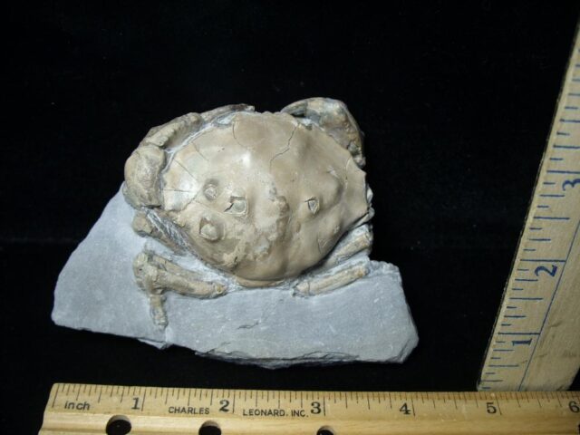 Fossil Crab from Spain (112021m)