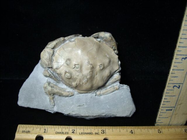 Fossil Crab from Spain (112021m) - Image 2