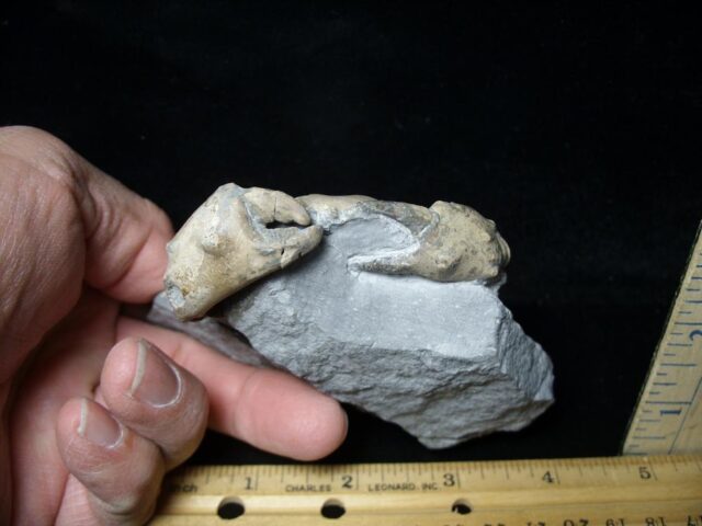 Fossil Crab from Spain (112021m) - Image 3