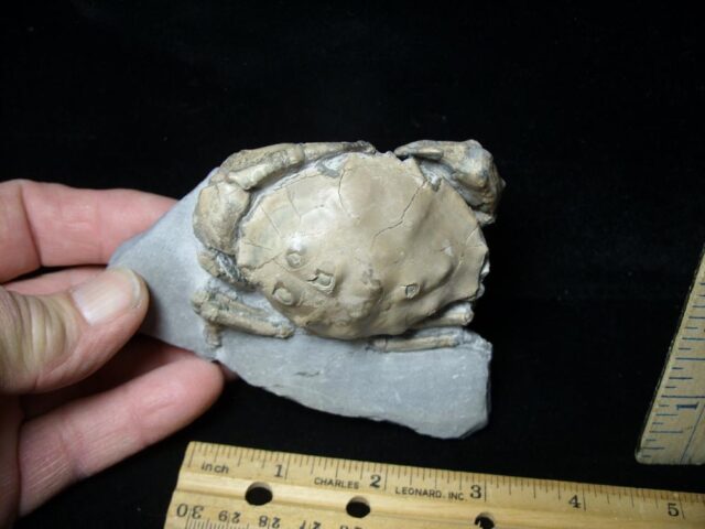 Fossil Crab from Spain (112021m) - Image 4