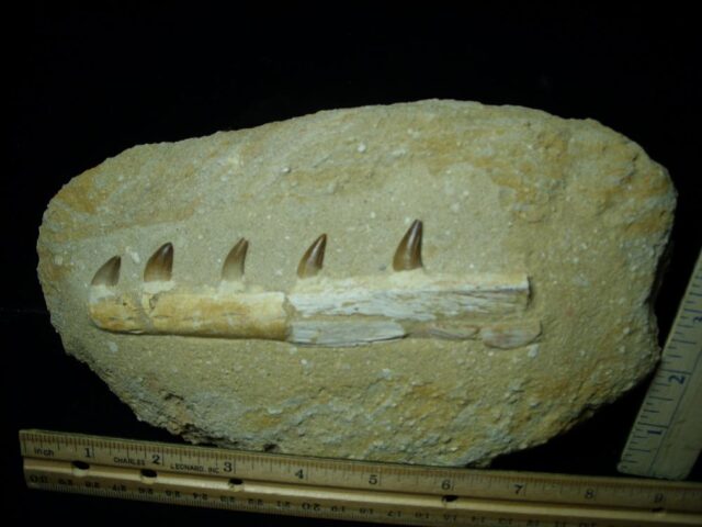 Mosasaur Jaw Section with Teeth (113021b