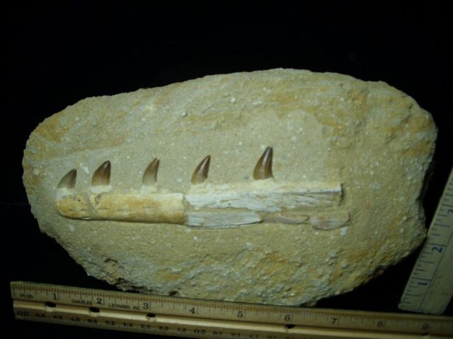 Mosasaur Jaw Section with Teeth (113021b - Image 2