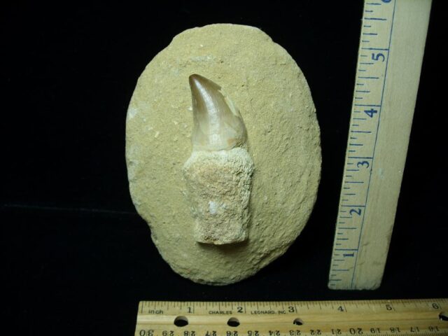 Large Mosasaur Tooth(113021c) - Image 2