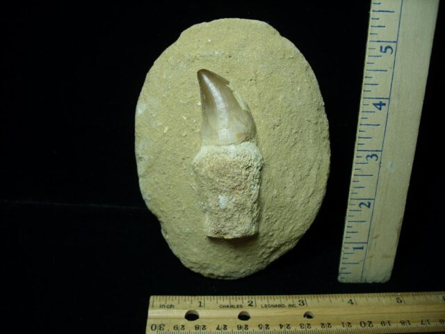 Large Mosasaur Tooth(113021c)