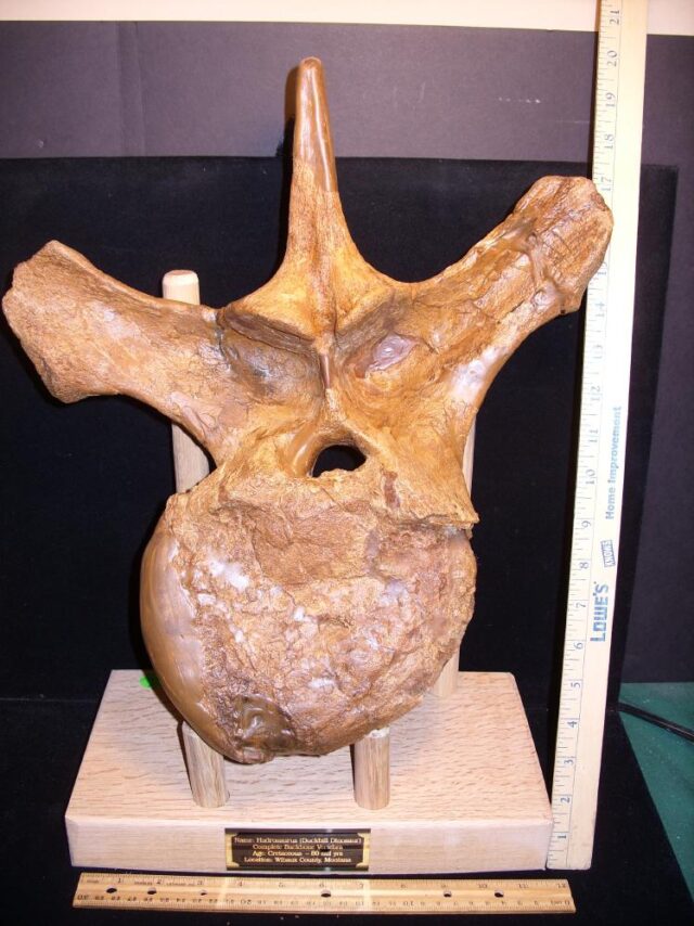 Hadrosaur (Duckbill Dinosaur) Back Vertebra (113621a)* “SPECIAL - BELOW DEALER COST ” *... ON HOLD for JS 06/2-/24 - Image 2