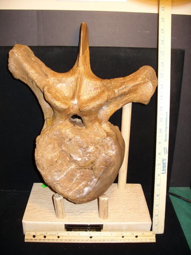 Hadrosaur (Duckbill Dinosaur) Back Vertebra (113621a)* “SPECIAL - BELOW DEALER COST ” *... ON HOLD for JS 06/2-/24