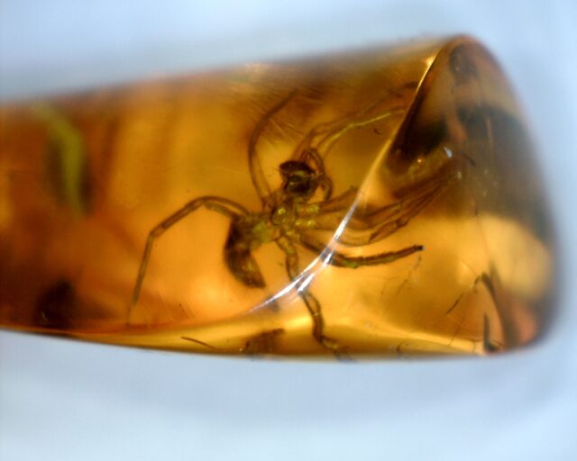 Baltic Amber Specimen with Spider  (121621h)