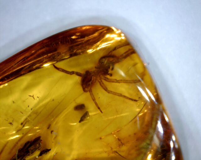 Baltic Amber Specimen with Spider  (121621h) - Image 2