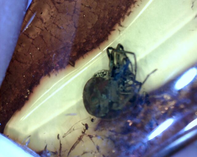 Baltic Amber Specimen with Spider  (121621k)