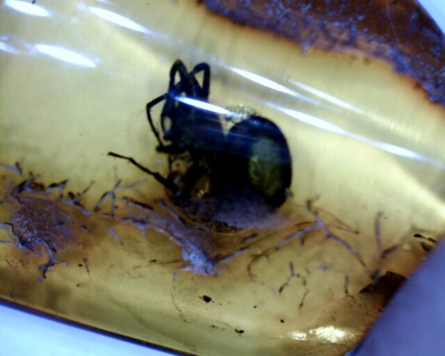 Baltic Amber Specimen with Spider  (121621k) - Image 2