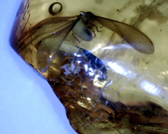 Baltic Amber Specimen with Stingless Wasp  (121621g) - Image 2