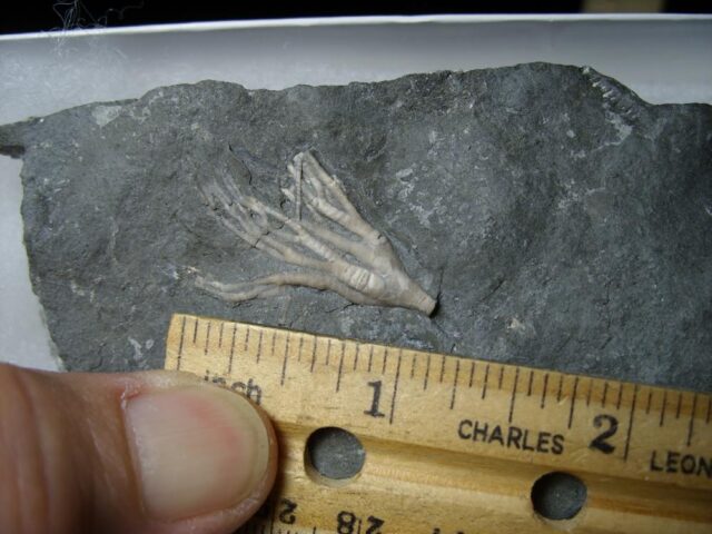 Canadian Fossil Crinoid  (122021b) - Image 2