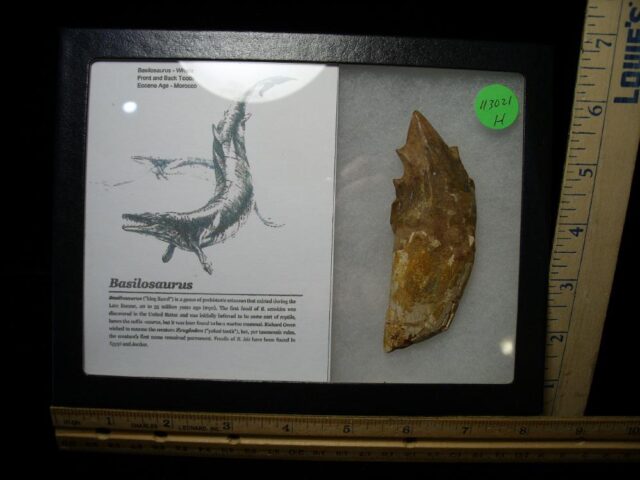 Basilosaurus – Prehistoric Whale (113021h) - Image 2