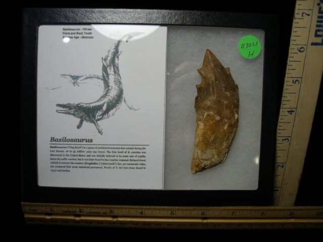 Basilosaurus – Prehistoric Whale (113021h)