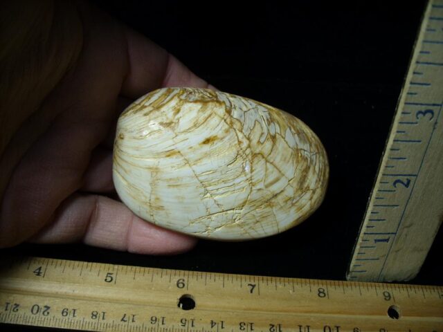 Fossil Clam  “Bivalve” (113021w
