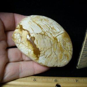 Fossil Clam  “Bivalve” (120121a)