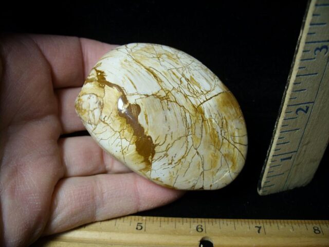 Fossil Clam  “Bivalve” (120121a)
