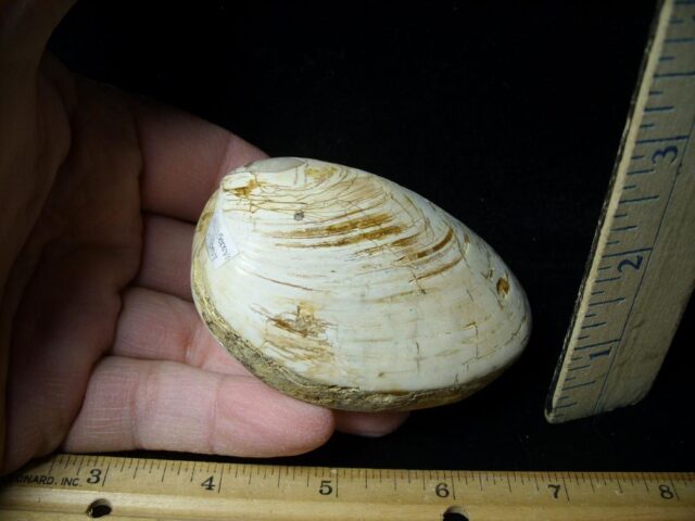 Fossil Clam  “Bivalve” (120121b)
