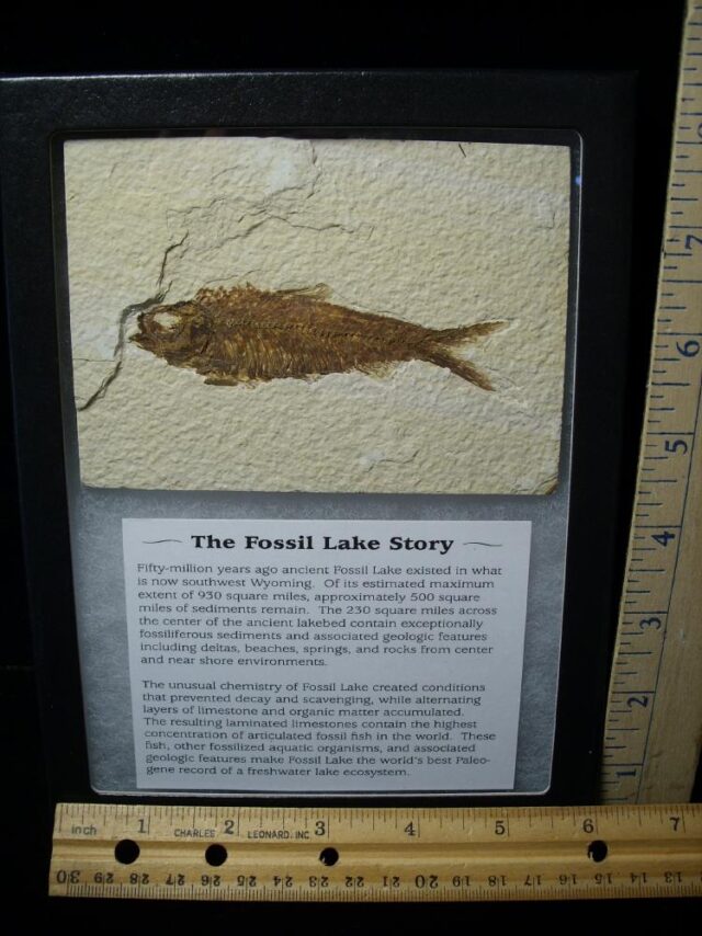 Fossilized “Green River” Fish (115521j