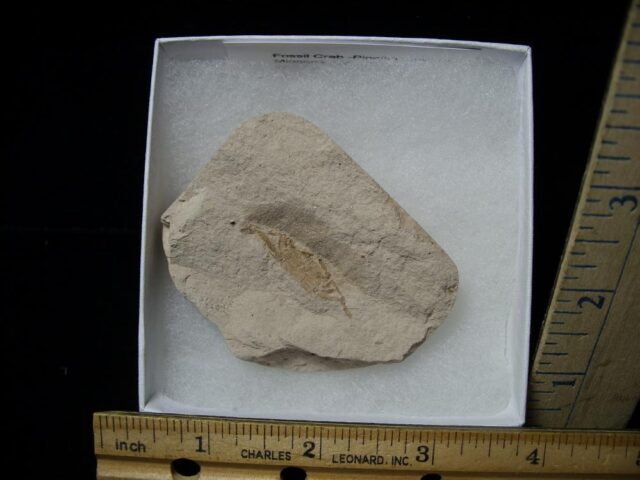 Fossil “Pea” Crab (120221b