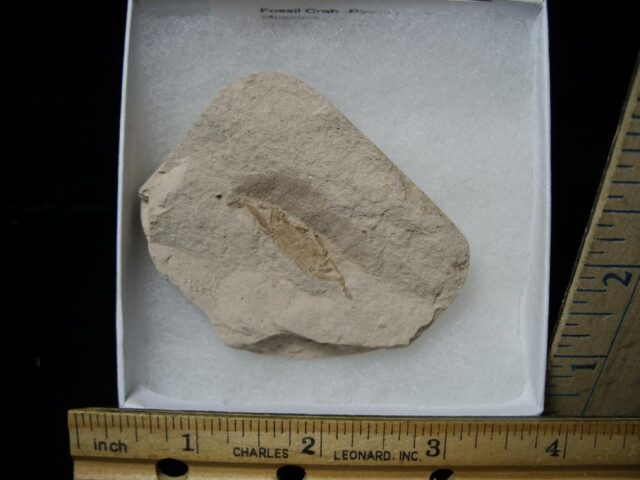 Fossil “Pea” Crab (120221b - Image 2