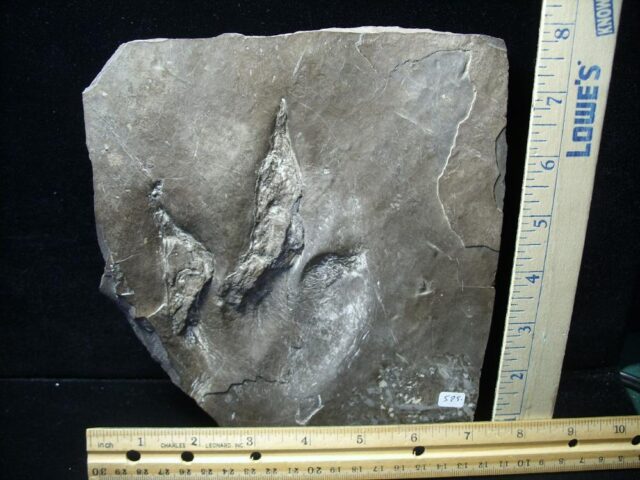 Anchisauripus DINOSAUR TRACK  (121021c)