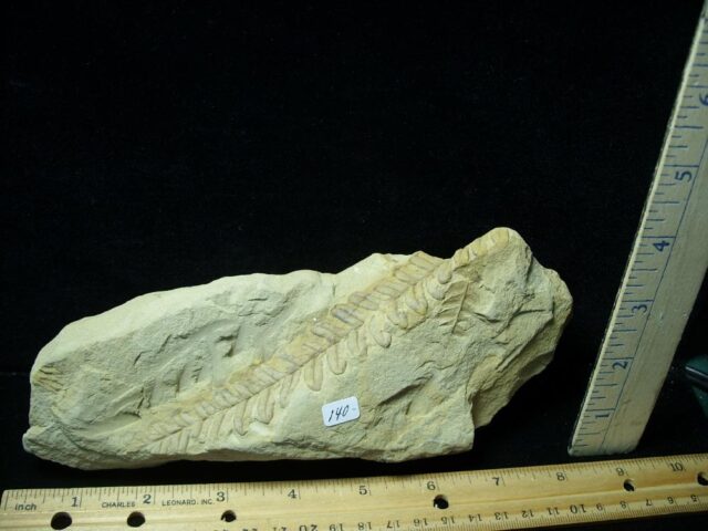 Fossil Fern  in matrix (121021a)