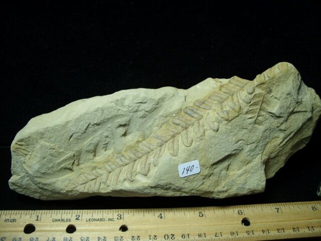 Fossil Fern  in matrix (121021a) - Image 2