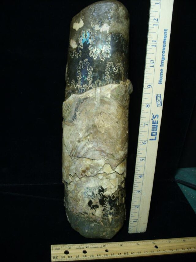 Extra Large Baculite Section (121421k)