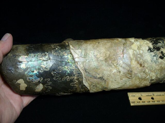 Extra Large Baculite Section (121421k) - Image 2