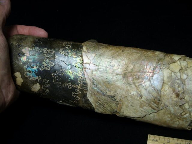Extra Large Baculite Section (121421k) - Image 3