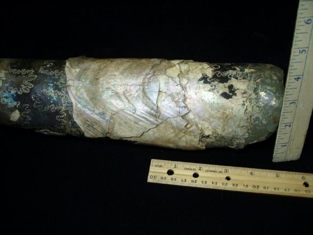 Extra Large Baculite Section (121421k) - Image 4