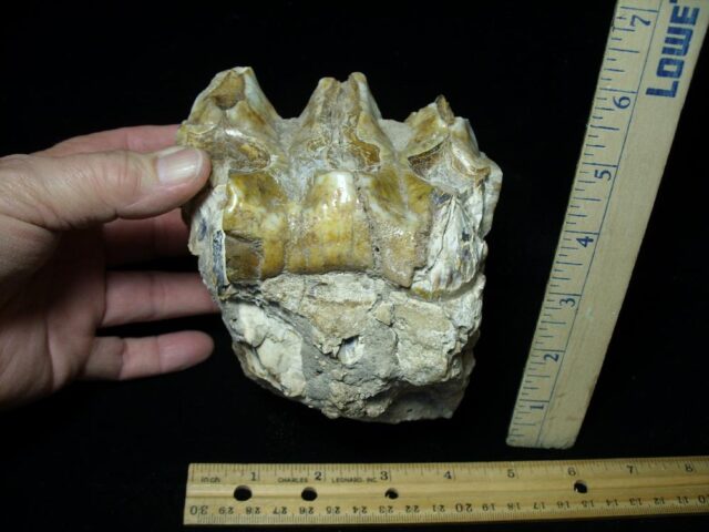 Mastodon americanum  Molar (121421n)