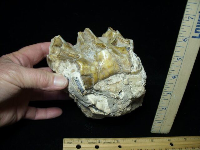 Mastodon americanum  Molar (121421n) - Image 2