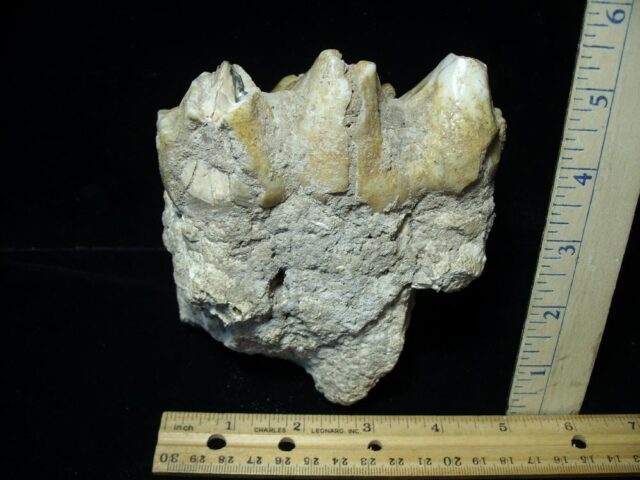 Mastodon americanum  Molar (121421n) - Image 4