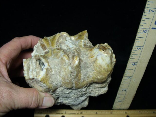 Mastodon americanum  Molar (121421n) - Image 3