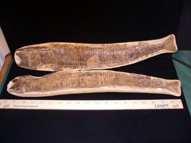 Santana Formation Fossil Fish  (121421p)