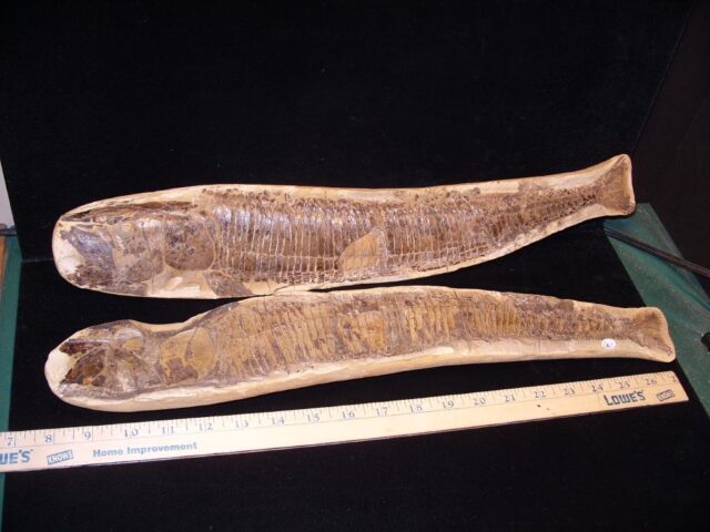 Santana Formation Fossil Fish  (121421p) - Image 2