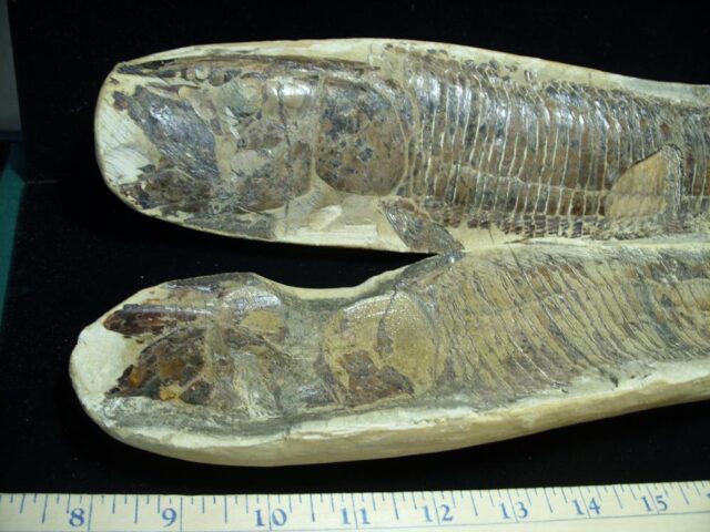 Santana Formation Fossil Fish  (121421p) - Image 3