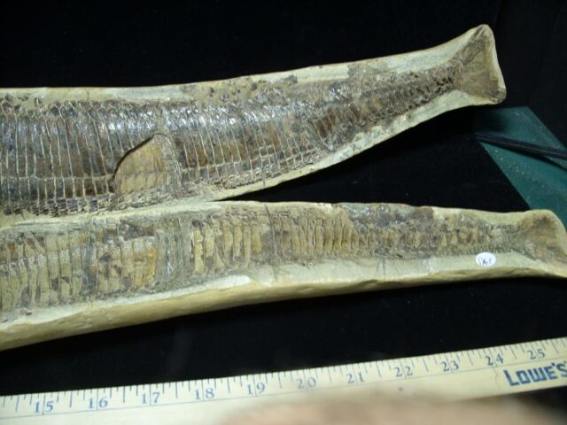 Santana Formation Fossil Fish  (121421p) - Image 4