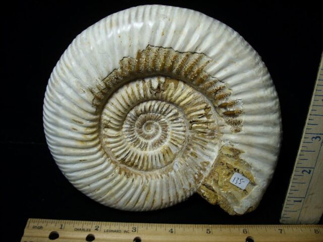 Natural/Polished Ammonite (121521a)