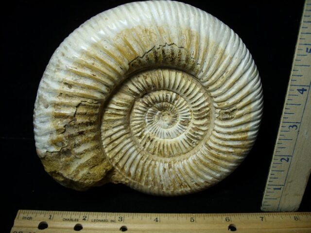 Natural/Polished Ammonite (121521a) - Image 2