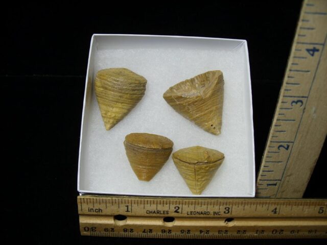 Calceola Sandalina  (Horn Coral)(121521b)