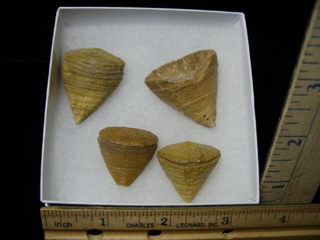 Calceola Sandalina  (Horn Coral)(121521b) - Image 2