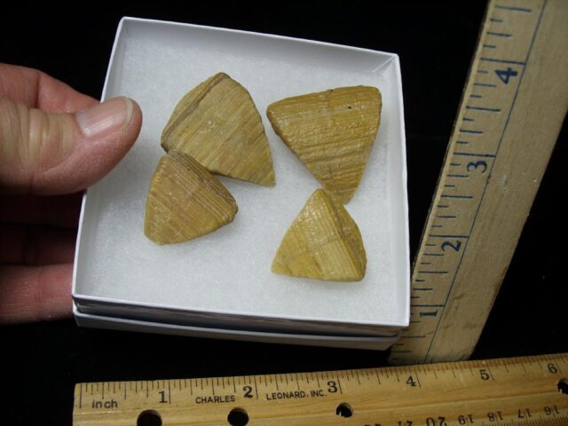 Calceola Sandalina  (Horn Coral)(121521b) - Image 3