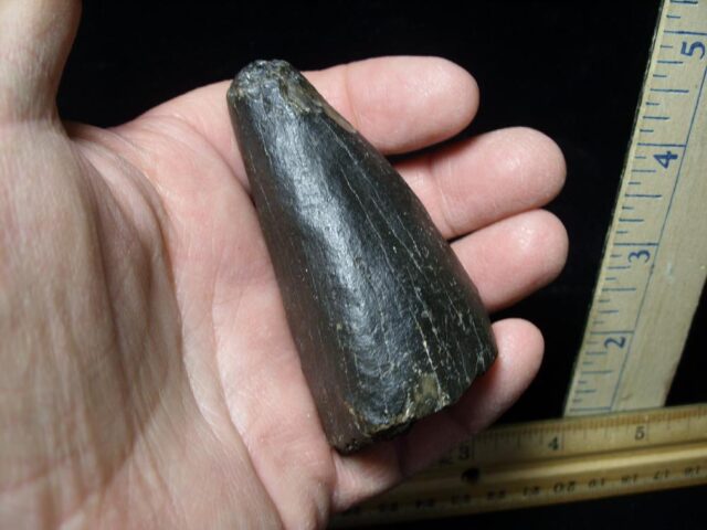 Stegosaurus Dinosaur Tail Spike  (121021d)