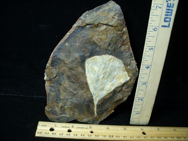  Fossil Ginkgo Leaf (121521f)